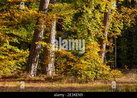Warmia und Masuren, Herbst, Polen Stockfoto