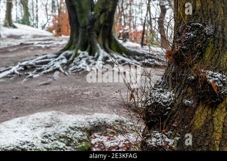 Der Woodland Trust ist die führende britische Wohltätigkeitsorganisation, die sich ausschließlich der Erhaltung unseres einheimischen Waldbestands widmet. Der Trust besitzt und unterhält Stockfoto