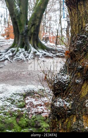 Der Woodland Trust ist die führende britische Wohltätigkeitsorganisation, die sich ausschließlich der Erhaltung unseres einheimischen Waldbestands widmet. Der Trust besitzt und unterhält Stockfoto