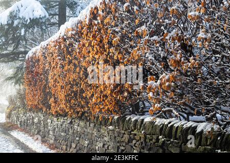 Eine Buchenhecke im Winter. Stockfoto