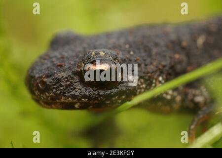 Nahaufnahme eines Weibchens des balkanischen Haubenmolchens, Triturus ivanbureschi Stockfoto