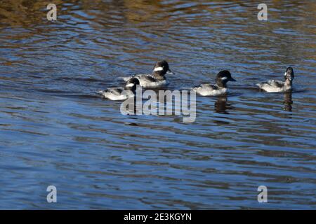 Vier weibliche Bufflehead Ducks waten in Sumpfgewässern bei Assateague Nationalpark Stockfoto