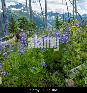 Hoch auf Manning Parks East Skyline Trail, wunderschöne blau-weiße Lupinen in voller Blüte. Im Hintergrund befinden sich einige der vergletscherten Gipfel des Parks. Stockfoto