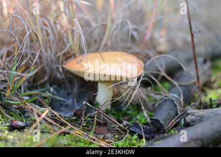 Pilz Suillus Bovinus wächst im Wald (Suillus Bovinus). Stockfoto