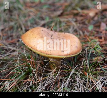 Pilz Suillus Bovinus wächst im Wald (Suillus Bovinus). Stockfoto