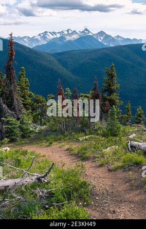 Über den Bäumen des Manning Park Dry Ridge Trail mit Blick auf vergletscherte Gipfel in der Ferne. BC, Kanada Stockfoto