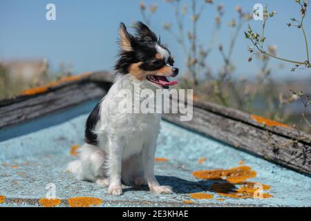 chihuahua auf einem alten blauen Fischerboot in der Wildnis Stockfoto