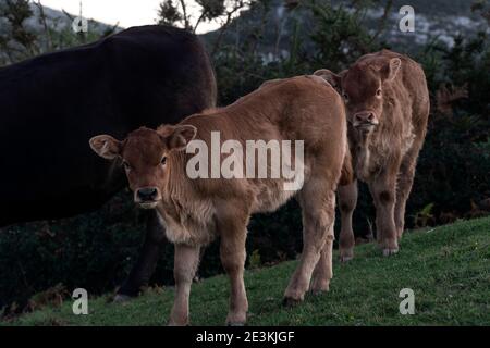 Freie Kühe, die auf dem Gras in den Bergen wandern nordspanien Stockfoto