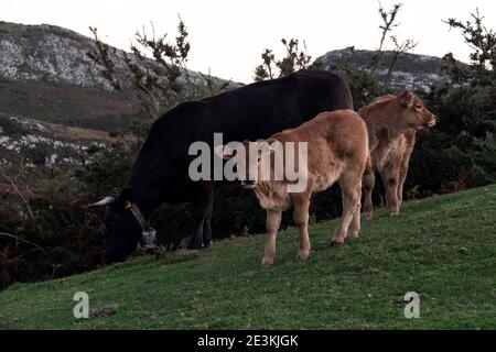 Freie Kühe, die auf dem Gras in den Bergen wandern nordspanien Stockfoto