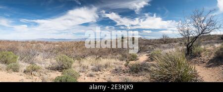 Die wunderschöne Wüste von Arizona Stockfoto