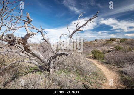 Die wunderschöne Wüste von Arizona Stockfoto