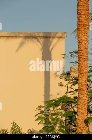 Schatten von Palmen auf den hellen Wänden eines Gebäudehintergrund Stockfoto