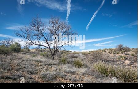 Die wunderschöne Wüste von Arizona Stockfoto