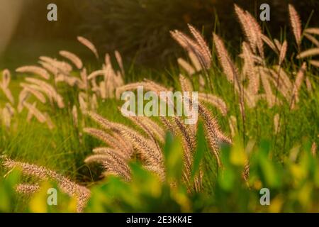 Pennisetum setaceum schöne Stacheletts zwischen grünem Gras in Hintergrundbeleuchtung Stockfoto