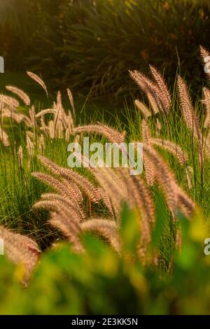 Pennisetum setaceum schöne Stacheletts zwischen grünem Gras in Hintergrundbeleuchtung Stockfoto