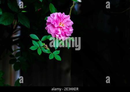 Die einone Rose in voller Blüte an einem hellen Sommer Nachmittag Stockfoto