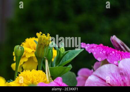 Die Blüten und Knospen im Fokus mit einem dunklen Wald Hinter Stockfoto