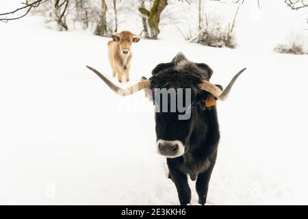 Kühe auf dem Schnee in den Bergen in Nordspanien Stockfoto