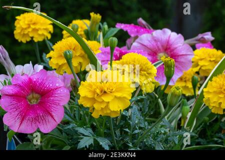 Die rosa und gelben Blüten ziehen sowohl in der Aufmerksamkeit Vordergrund und Hintergrund Stockfoto