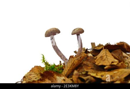 Laccaria amethystina , allgemein bekannt als der Amethyst-Betrüger Stockfoto