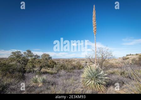 Die wunderschöne Wüste von Arizona Stockfoto