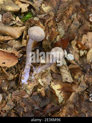 Laccaria amethystina , allgemein bekannt als der Amethyst-Betrüger Stockfoto