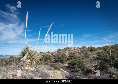 Die wunderschöne Wüste von Arizona Stockfoto