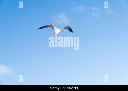 Einsame Möwe anmutig Fliegen in den Blue Skies von Miami Beach. Stockfoto