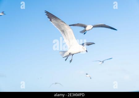 Möwen fliegen anmutig in den Blue Skies von Miami Beach. Stockfoto