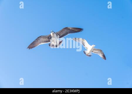 Möwen fliegen anmutig in den Blue Skies von Miami Beach. Stockfoto