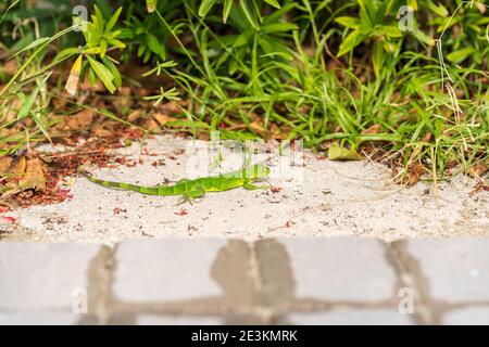 Eine kleine grüne Eidechse Basking in Sun. Stockfoto