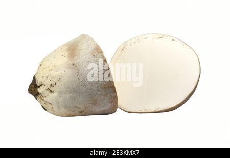 Pilze häufiger Puffball (Lycoperdon perlatum) isoliert auf weißem Hintergrund. Stockfoto