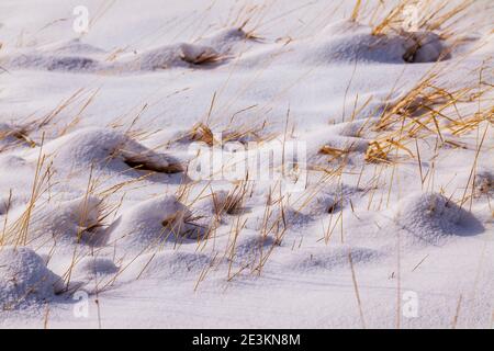 Schlafendes Gras wächst durch Neuschnee auf Central Colorado ranch Weide Stockfoto