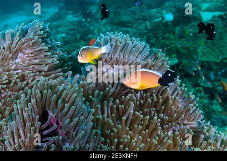 Skunk Clownfish in ihrer Wirtsanemone auf einem tropischen Korallenriff. Stockfoto