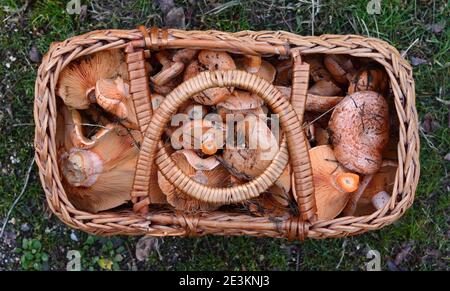 Vollkorbkorb mit Safran-Milchkappe. Safranmilchkappe (Lactarius deliciosus) Pilz. Herbstsaison. Pilzsuche. Safranmilchkappe auch als rote Kiefernpilze bekannt Stockfoto