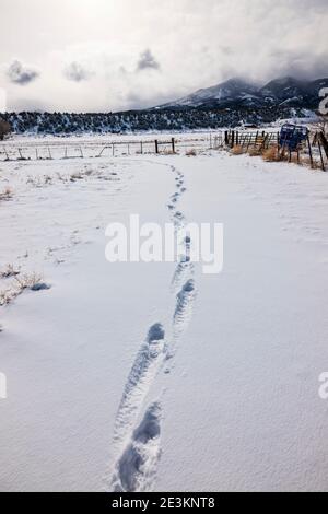 Menschliche Fußabdrücke auf schneebedeckter Ranch Weide; Vandaveer Ranch; in der Nähe von Salida; Colorado; USA Stockfoto