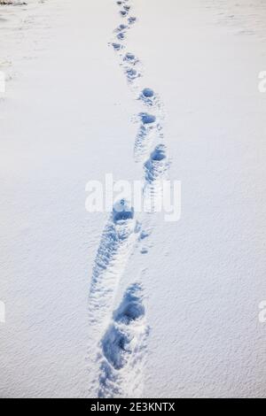 Menschliche Fußabdrücke auf schneebedeckter Ranch Weide; Vandaveer Ranch; in der Nähe von Salida; Colorado; USA Stockfoto