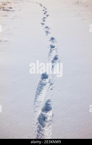 Menschliche Fußabdrücke auf schneebedeckter Ranch Weide; Vandaveer Ranch; in der Nähe von Salida; Colorado; USA Stockfoto