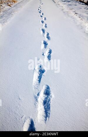Menschliche Fußabdrücke auf schneebedeckter Ranch Weide; Vandaveer Ranch; in der Nähe von Salida; Colorado; USA Stockfoto