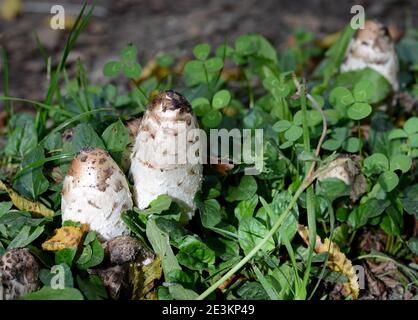 Shaggy Mähne Shaggy Tintenkappe Coprinus comatus Pilze Pilz vor einem Hintergrund von Gras und Herbstblättern. Gruppe von drei Shaggy Ink Caps Stockfoto
