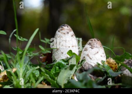 Shaggy Mähne Shaggy Tintenkappe Coprinus comatus Pilze Pilz vor einem Hintergrund von Gras und Herbstblättern. Gruppe von drei Shaggy Ink Caps Stockfoto