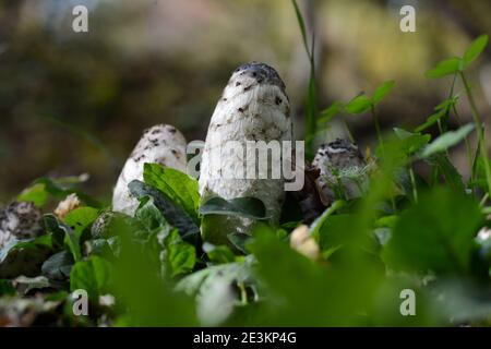 Shaggy Mähne Shaggy Tintenkappe Coprinus comatus Pilze Pilz vor einem Hintergrund von Gras und Herbstblättern. Gruppe von drei Shaggy Ink Caps Stockfoto
