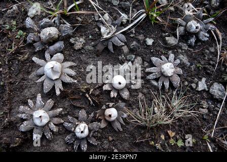 Dekorative Pilze. Geastrum rufescens Pilz, allgemein bekannt als der rosige Erdstern. Stockfoto