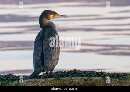 Junger Kormoran, der auf einem Felsen an der Küste phalacrocoracidae steht Stockfoto