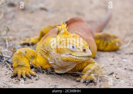 Galapagos Land Leguan (Conolophus subcristatus) auf Dragon Hill, Santa Cruz Island, Galapagos Islands, Ecuador, Südamerika Stockfoto