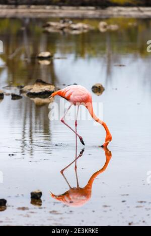 Ein Galapagos Flamingo (Phoenicopterus ruber) waten im Wasser in einem See auf Dragon Hill, Santa Cruz Island, Galapagos Islands, Ecuador, Südamerika Stockfoto