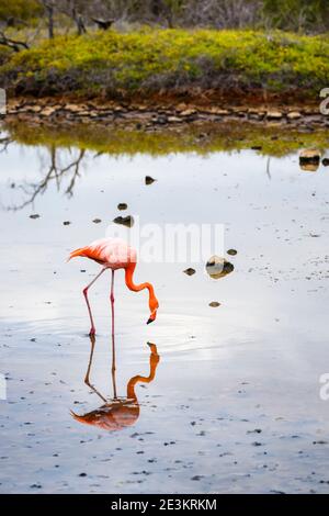 Ein Galapagos Flamingo (Phoenicopterus ruber) waten im Wasser in einem See auf Dragon Hill, Santa Cruz Island, Galapagos Islands, Ecuador, Südamerika Stockfoto