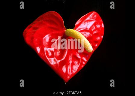 Einzelne Anthurium Andraeanum Blume auf schwarzem Hintergrund Stockfoto