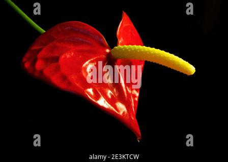 Einzelne Anthurium Andraeanum Blume auf schwarzem Hintergrund Stockfoto