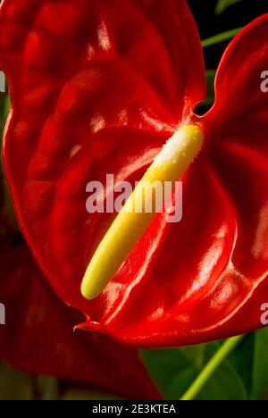 Einzelne Anthurium Andraeanum Blume auf schwarzem Hintergrund Stockfoto